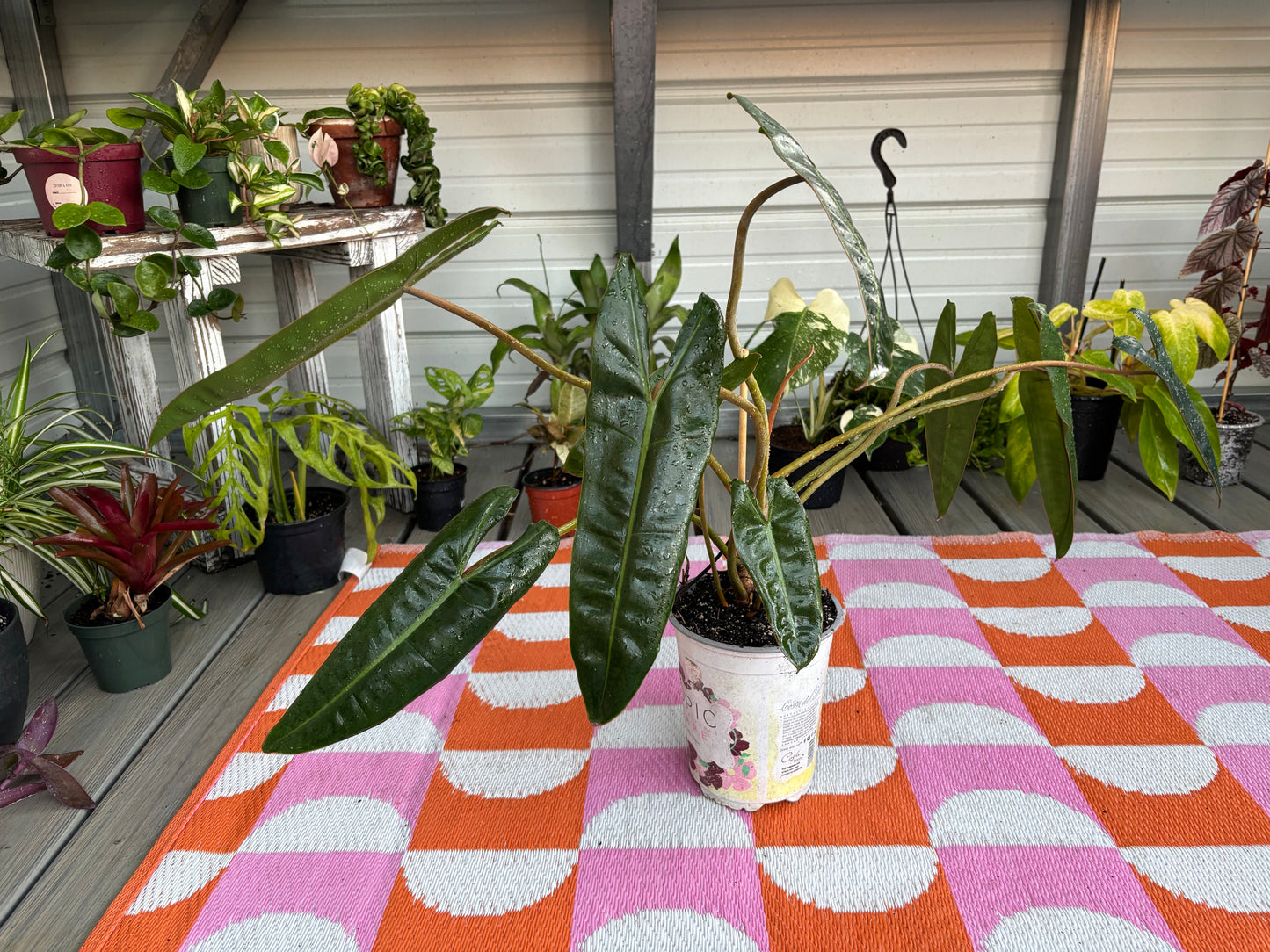 Philodendron Billietiae 6" Pot