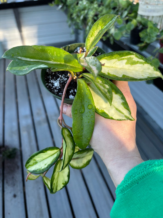 Hoya ‘Krimson Princess’