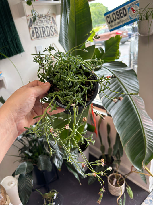 String of Dolphins