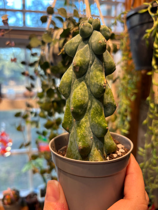 Fukuro Cactus “Boobie Cactus” RARE