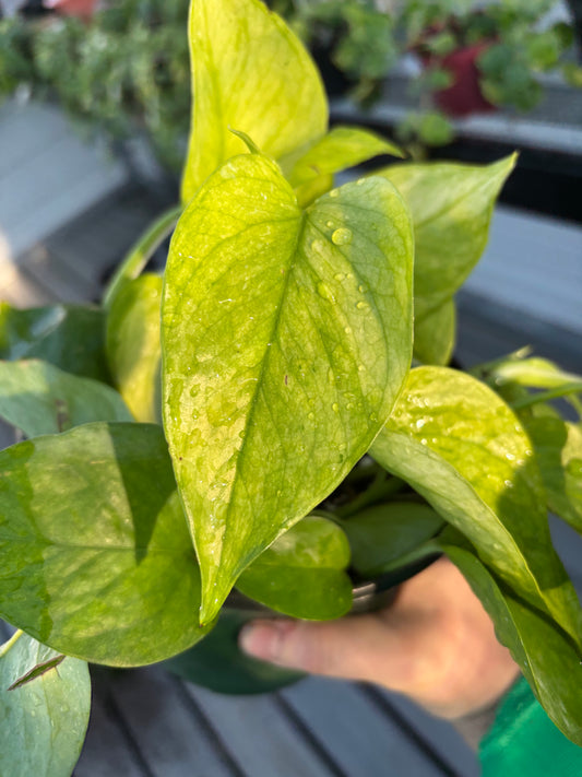 Pothos Jessina