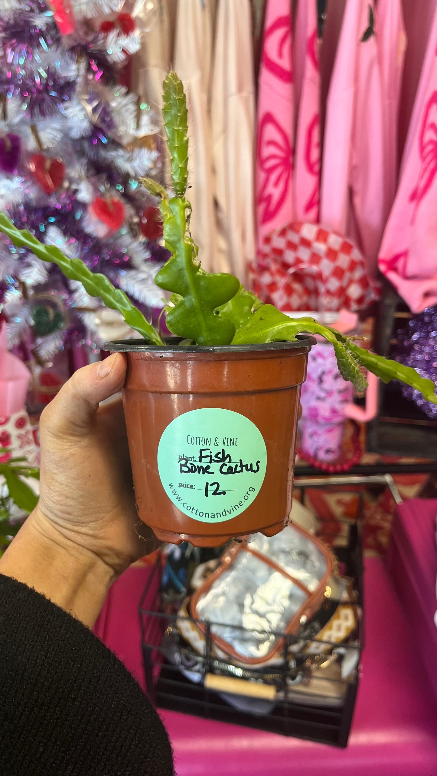 Fishbone Cactus