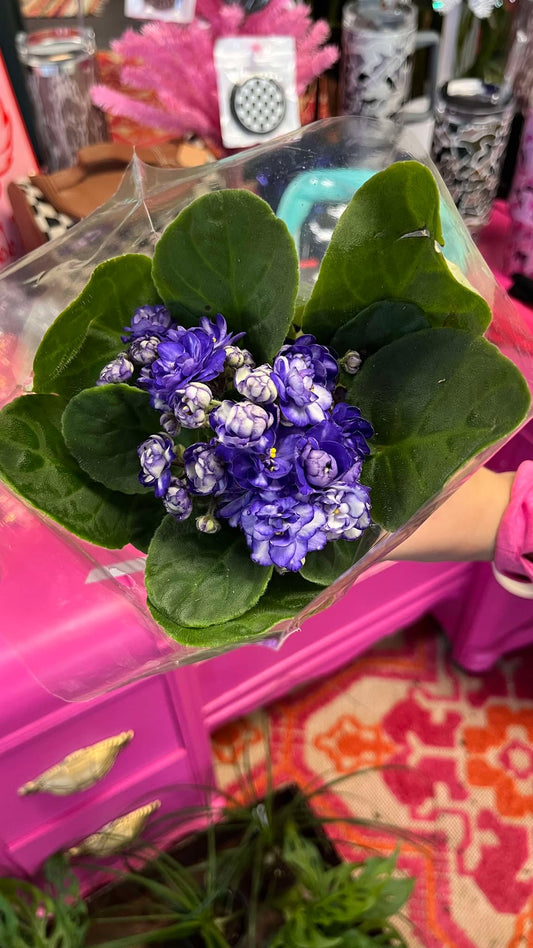 African Violet