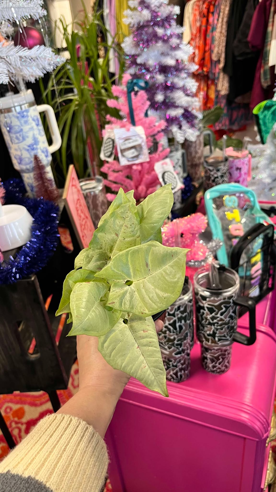 Syngonium Milk Confetti