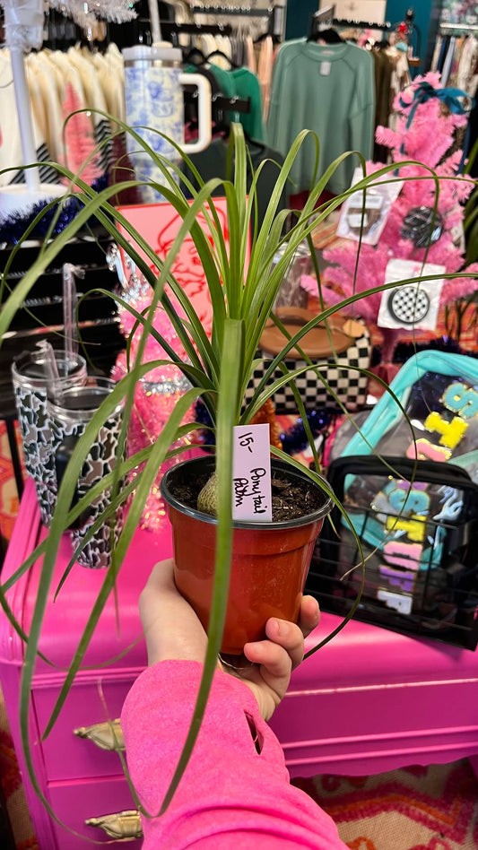 Ponytail Palm
