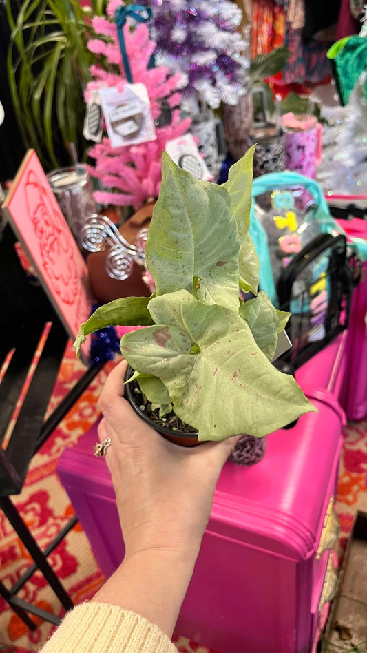 Syngonium Milk Confetti