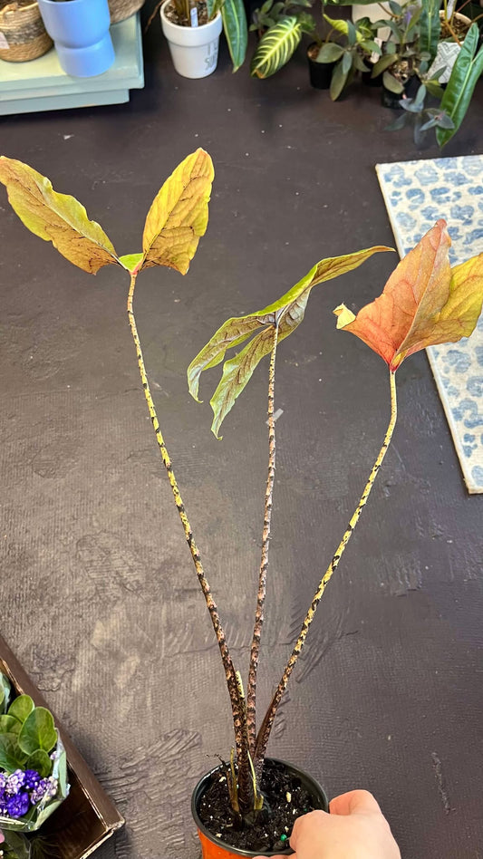 Cyrtosperma Johnstonii