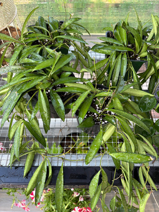 Hoya Wayetii