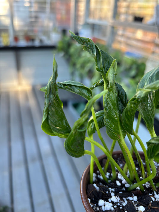 Pothos Shangri-La *Rare