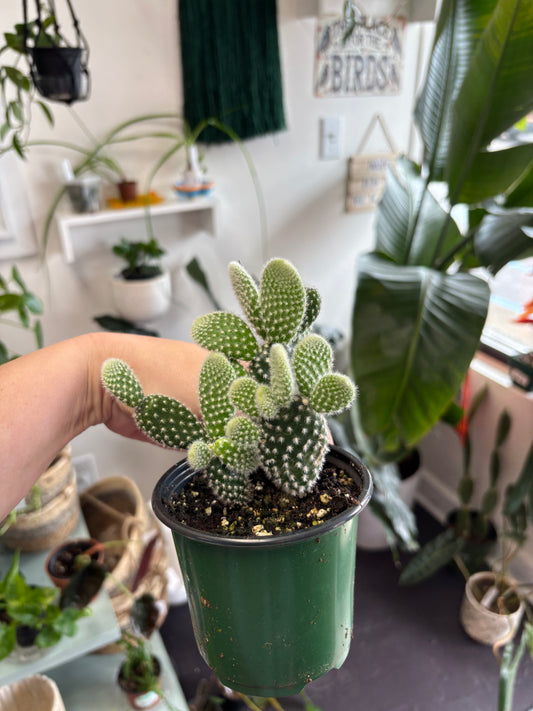 Bunny Ears Cactus