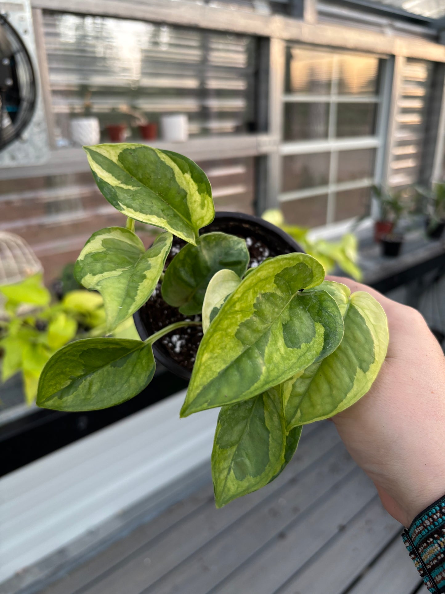 Pothos ‘Lemon Meringue’
