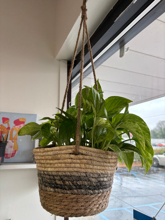 Woven Plant Baskets