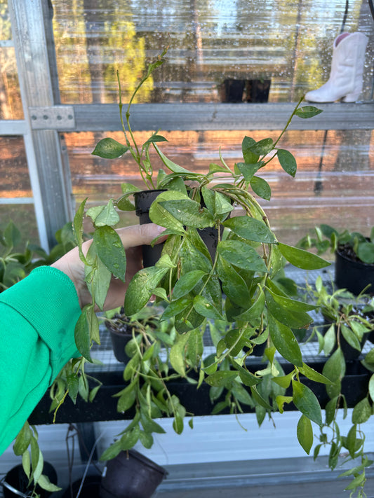 Mini Variegated Lipstick Plant