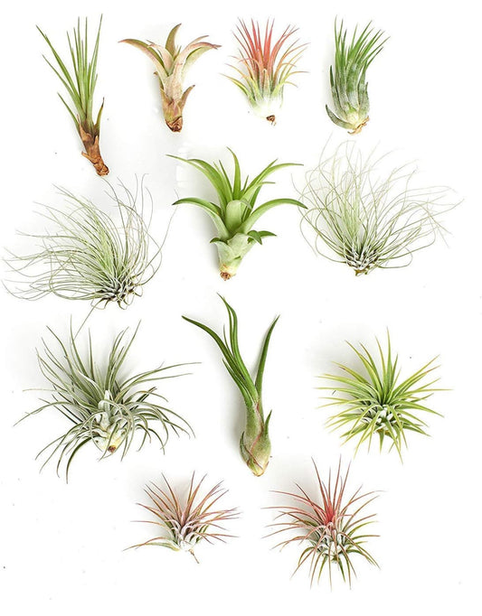 Air Plant