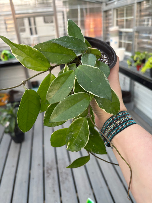 Hoya ‘Krimson Queen’