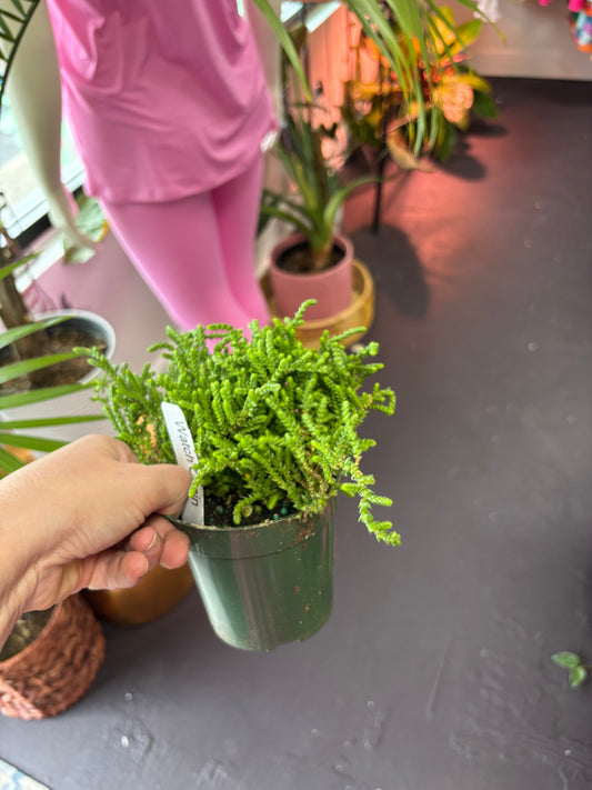 Crassula "Watch Chain''