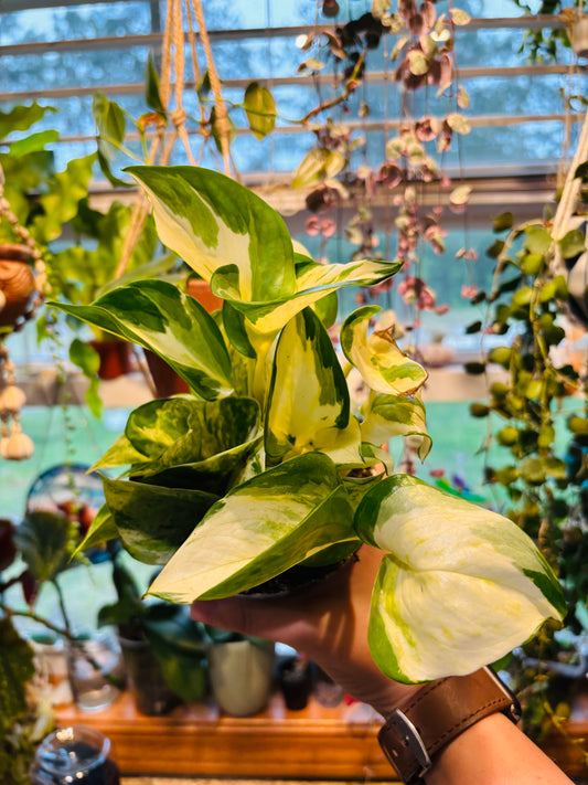 Manjula Pothos 4" Pot