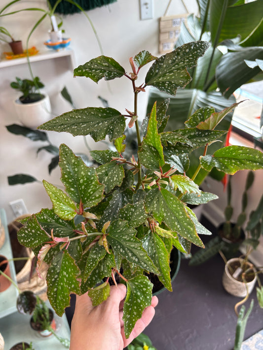 Begonia Angel Wing “Medora”