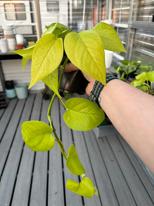Pothos ‘Neon’