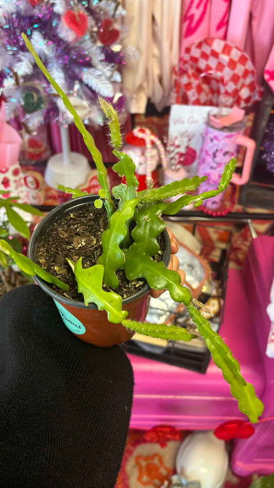 Fishbone Cactus
