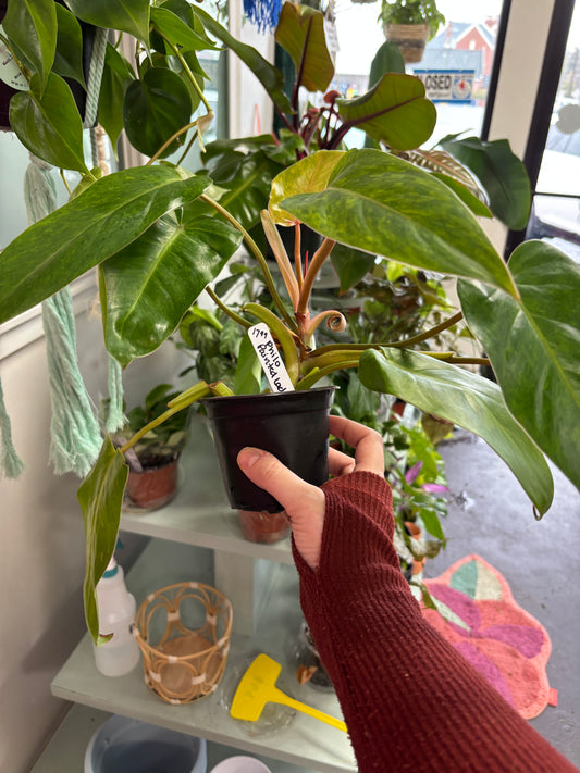 Philodendron Painted Lady
