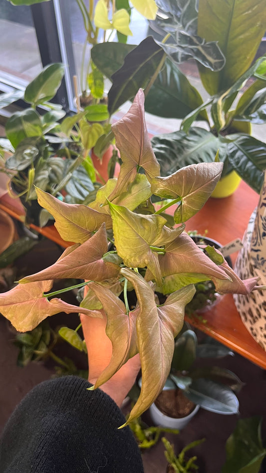 Syngonium Mickey Mouse