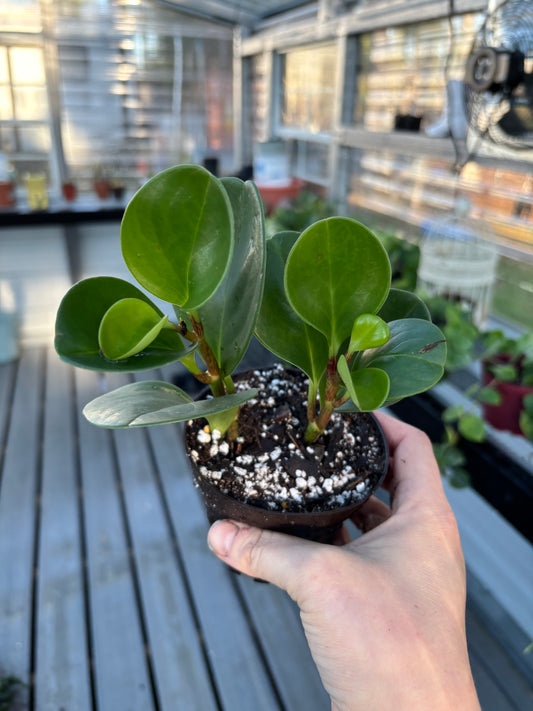 Peperomia Obtusifolia