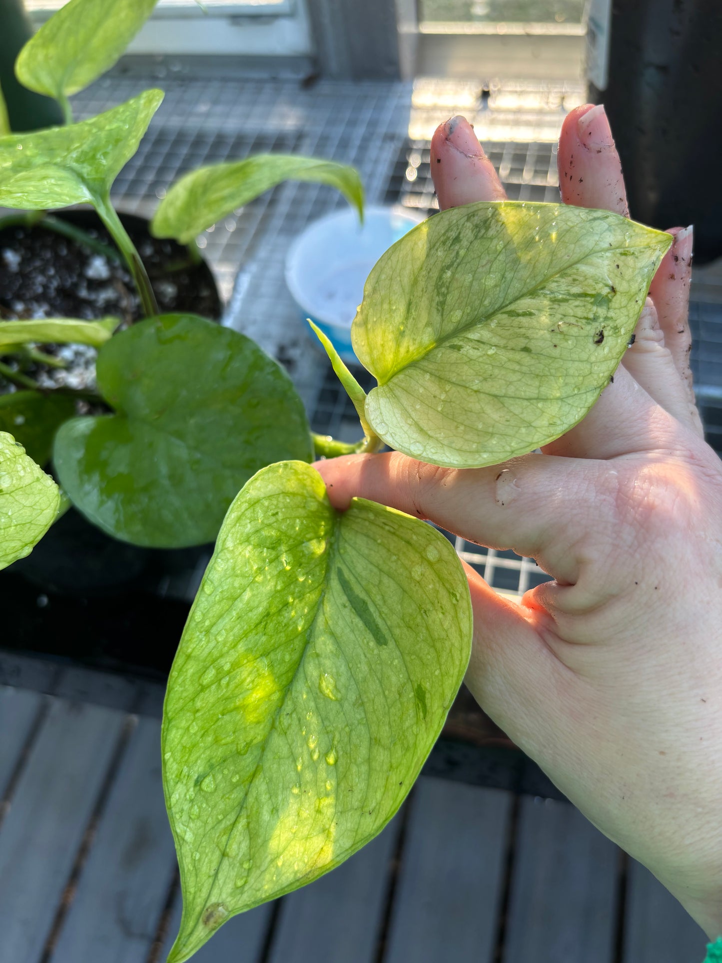 Pothos Jessina