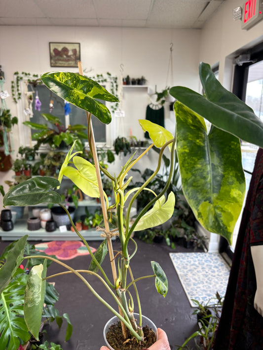 Philodendron Var. Burle Marx