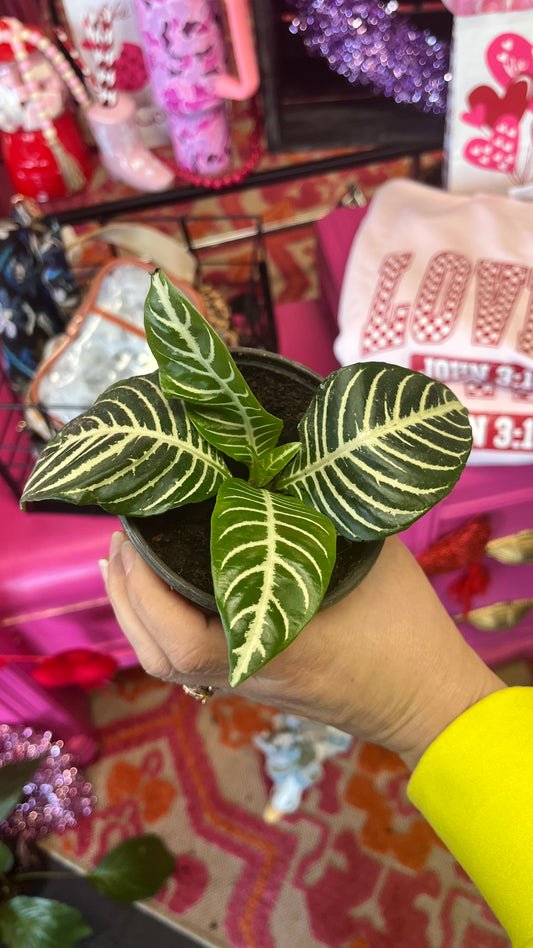 Aphelandra Zebra