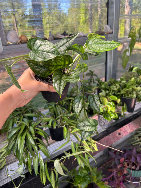 Silver Monstera