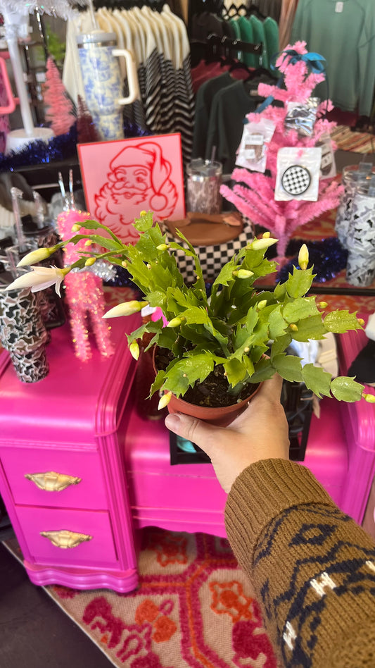 Thanksgiving Cactus- 4inch pot