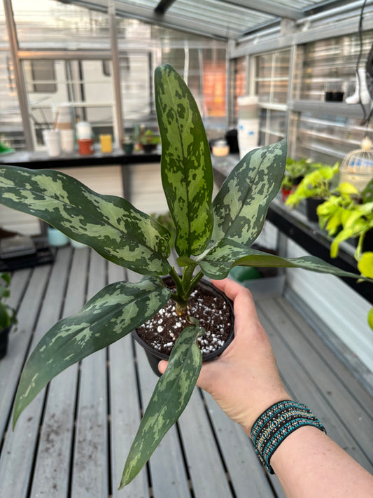 Aglaonema ‘Maria’