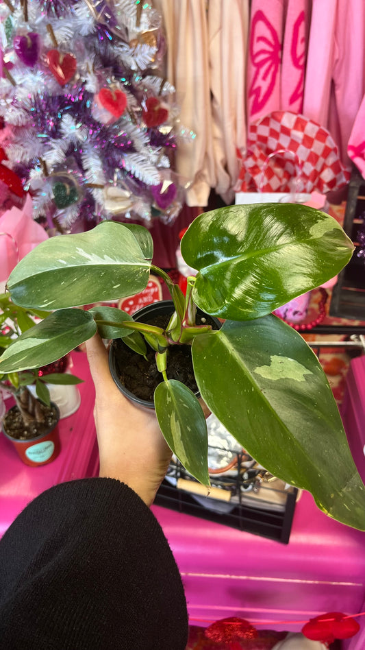Philodendron White Princess