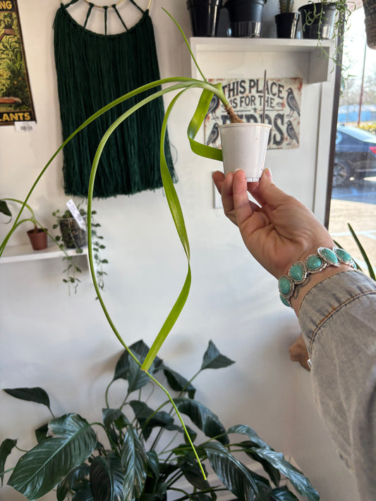 Pregnant Onion Plant