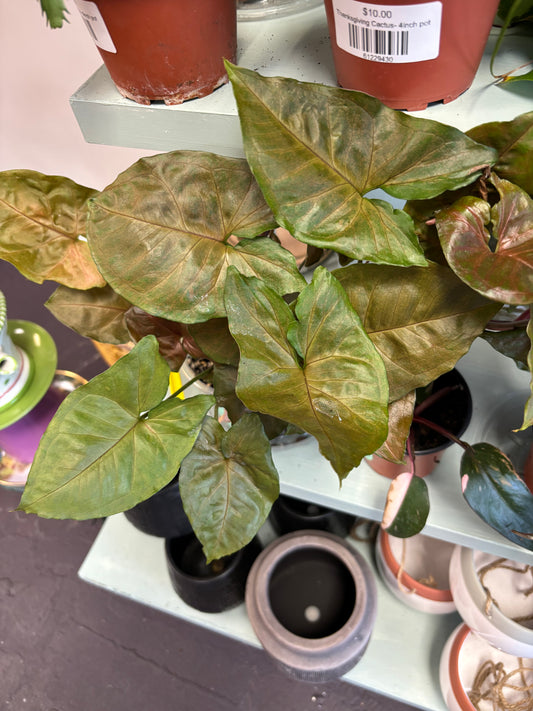 Syngonium Maria Allusion