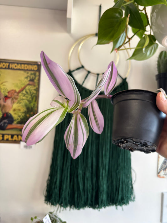 Tradescantia Nanouk