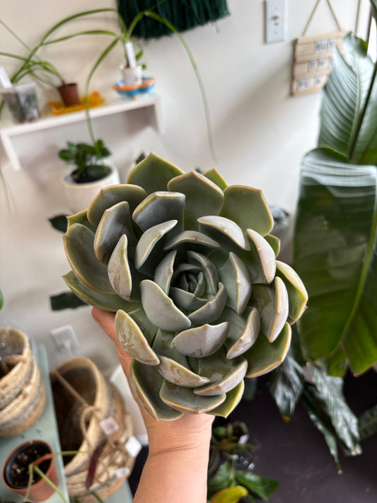 Echeveria 'Iilcina'