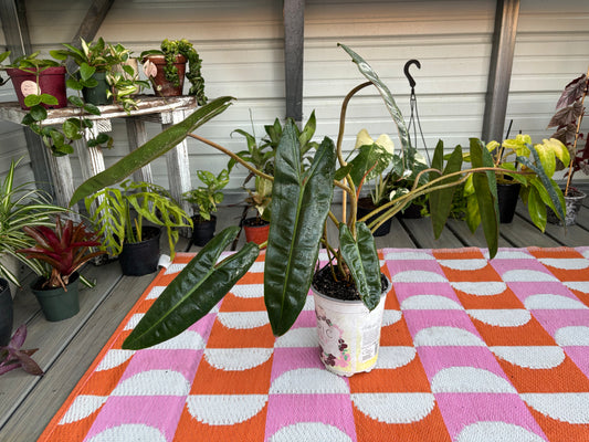 Philodendron Billietiae 6" Pot