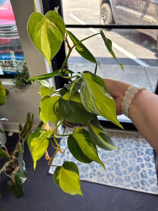 Philodendron Brasil