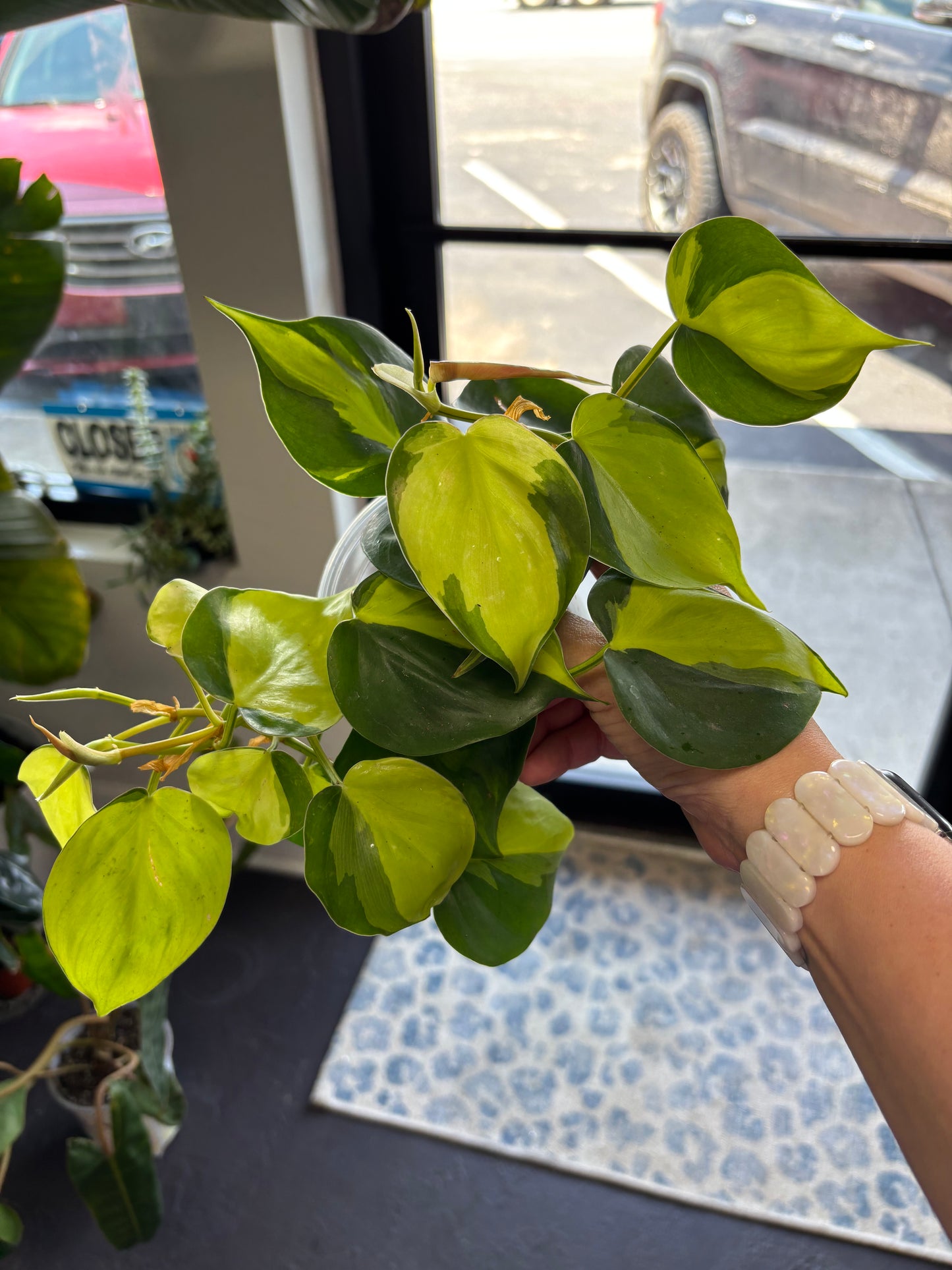 Philodendron Brasil